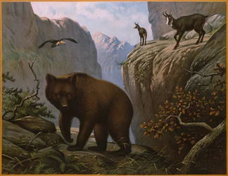 Wild Animals Living in the Alps